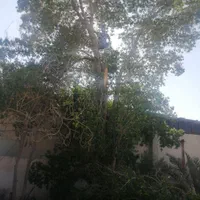 خریدار انواع درخت و قطع نخل|خدمات باغبانی و درختکاری|بوشهر, |دیوار