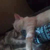 گربه پرشین اسکاتیش|گربه|کرمان, |دیوار