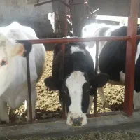 گوساله ماده