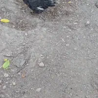 1 مرغ 2 خروس