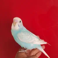مرغ عشق جوجه خوشرنگ و زیبا وعروس سرلاکی