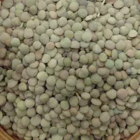 عدس خوشبخت عالی