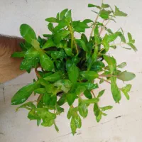 گیاهان آکواریومی آبزی|ماهی|قم, دورشهر|دیوار