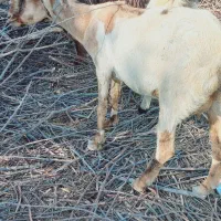 فروش بزغاله|حیوانات مزرعه|دشتیاری, |دیوار