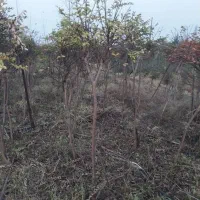 گل گیاه بیرونی