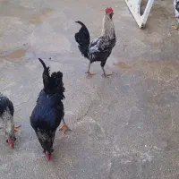 خروس محلی|حیوانات مزرعه|سرپل ذهاب, |دیوار