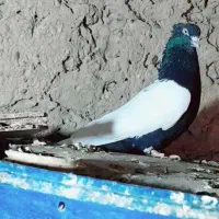 کبوتر سینه ای سیاه کاکل عطیقه نر