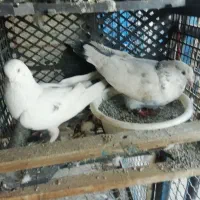 کفتری خوب|پرنده|اندیشه, اندیشه فاز ۴|دیوار