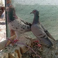 کفتر گلی سرور