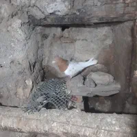 ۱۷‌تا‌طوقی|پرنده|اردبیل, |دیوار