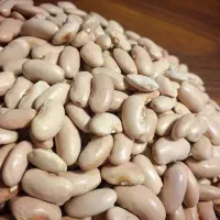 لوبیا کشاورزی