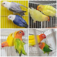 کوتوله قناری کفترقفس جوجه گرینچیک ملنگو کاسکو عروس|پرنده|مشهد, گاز|دیوار