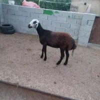 بره ماده جنس