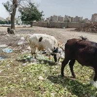 5عدد گوساله دو عدد ماده سه عدد نر