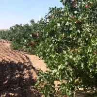 باغ پسته 850میلیون