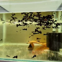 ماهی گوپی فول بلک|ماهی|بروجرد, |دیوار