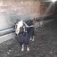 ساوارین دوسال ونیم.