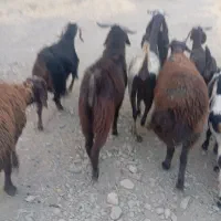 مخصوص سربریدن|حیوانات مزرعه|نهاوند, |دیوار