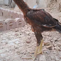 جوجه لاری