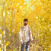 نهال های پایه دار یک سال تا پنج سال|خدمات باغبانی و درختکاری|اردبیل, |دیوار