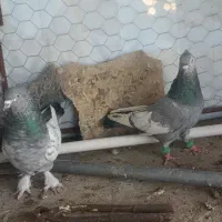 نرو ماده سینه