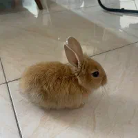 خرگوش لپ هلندی