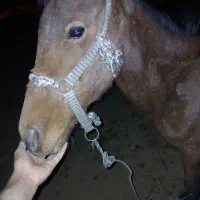 مفت اسب کره مادیون معاوضه با خر پنل تانکر جو کاه .