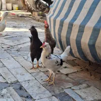 مرغ کورچ و خروس گلین جوان تازه بالغ|حیوانات مزرعه|تهران, کن|دیوار