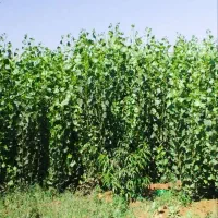 فروش نهال|خدمات باغبانی و درختکاری|هشترود, |دیوار