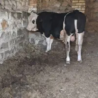گوساله درجه یک