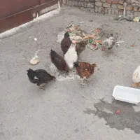 مرغ و خروس محلی.جوجه  لاری. برهما. گردن لخت