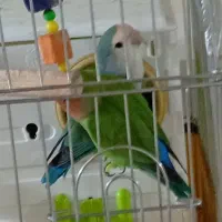 طوطی برزیلی