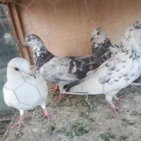 تعدادی کفتر قریب گیری تیر ماه