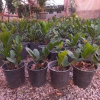 گل زاموفیلیا سبز