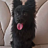 این سگ دزدیده شده