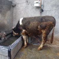 گوساله گاو  زنده گوشتی برای قصابی