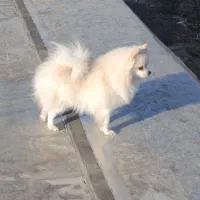 پامر اصیل