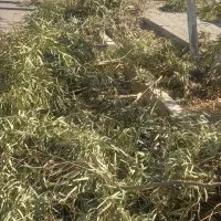 برگ  اکالیپتوس|خدمات باغبانی و درختکاری|قم, زنبیل آباد|دیوار