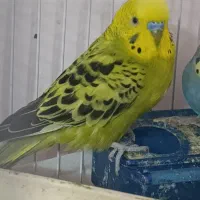 مرغ عشق|پرنده|صدرا-فارس, فاز ۱|دیوار