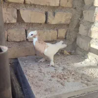 طوقی و سفید|پرنده|شیراز, کوشک میدان|دیوار