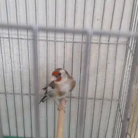 ماده سهره
