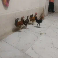 خروس عربی