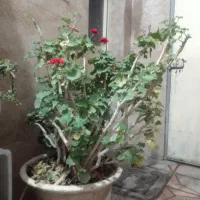 گل های طبیعی