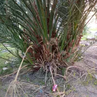 فسیل گلوته|گل و گیاه طبیعی|کهنوج, |دیوار