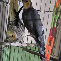 عروس هلندی جفت همراه با جوجه