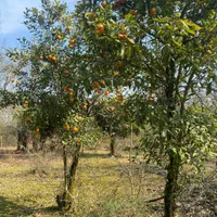 متل قو جیسا ۱۰۰۰ متر باغ با سند ششدانگ معاوضه