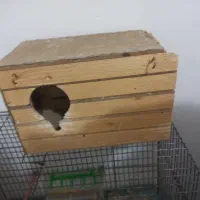 برزیلی|پرنده|پیرانشهر, |دیوار