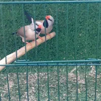 فنچ کرواتی نرگسی زبرا