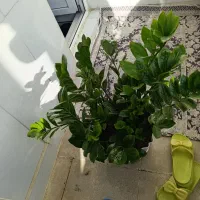 گل زیبا قشنگ به علت جانبودن به فروش میرود|گل و گیاه طبیعی|سنندج, |دیوار