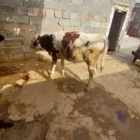 گاو و گوساله سیمیتال